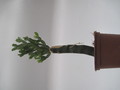 schlumbergera russeliana ehlers 7725