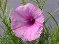 ipomea bolusiana 0849