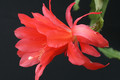 eh cecil cactus 5575 2358