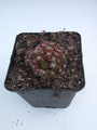 sempervivum hookeri 5720