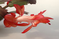schlumbergera elfenzauber 8153