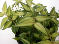 hoya bella louise buis 4020