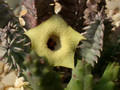 huernia brevirostris intermedia d1671 04