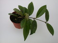 hoya carnosa rubra 1422