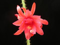 aporocactus oakleigh conquest2