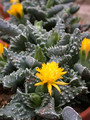faucaria tuberculosa 04