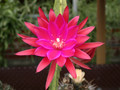 aporocactus maik paetz 01