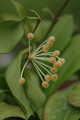 hoya obscura 04