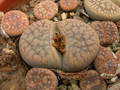 lithops gesinae annae c79 03