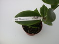 hoya crassiclaulis ipps1722 1433