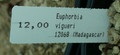 euphorbia vigueri es 12068 03