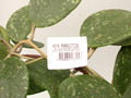 hoya parasitica lao 3931
