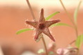 brachystelma tuberosum 1415