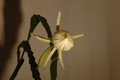 epiphyllum pumilum phasen 2286