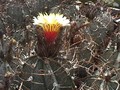 astrophytum niveum swoboda-imp2