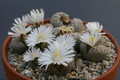 lithops julii fulleri fulleri c203 0237