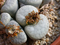 lithops pseudotruncatella dendritica pulmonucula c71 01