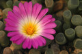 frithia pulchra 02