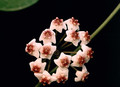 hoya obovata aff 8872 sulawesi 01