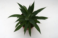 agave attenuata serulata 0054