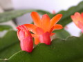 lepismium monacanthum espinosum wk02 9309