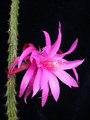 aporocactus fairy dancer 0715