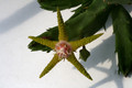 stapelia flavirostris 2274
