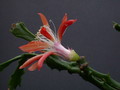 schlumbergera enigma 2441