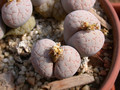 lithops salicola 04