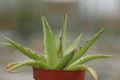 agave horrida 8649