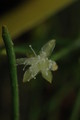 rhipsalis lindbergiana 01a