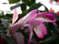 schlumbergera hatherton charm 215