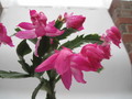 schlumbergera nono co 7759