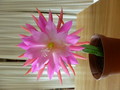 epicactus chiyo matsumiya 1030135