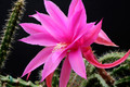 aporocactus fairy dancer 6724