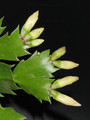 schlumbergera golden dancer 03