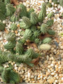 huernia x distincta karoo 01