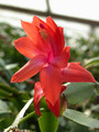 schlumbergera orange 05