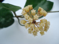 hoya cardiophylla