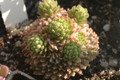 sedum pilosum 1368