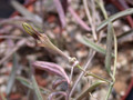 ceropegia africana 03
