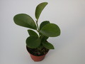 hoya australis glatt 1398