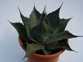 agave havardiana