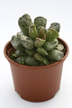 adromischus aff trigonus 7984