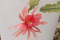 eh royal rose 8890 02