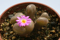 conophytum lithopsoides sb1027 2829
