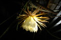 selenicereus coniflorus 1376