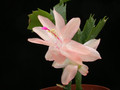 schlumbergera christmas flame 04