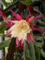 eh liane paetz 1119 520