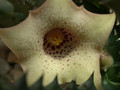 huernia quinta blyderiverdensis 02